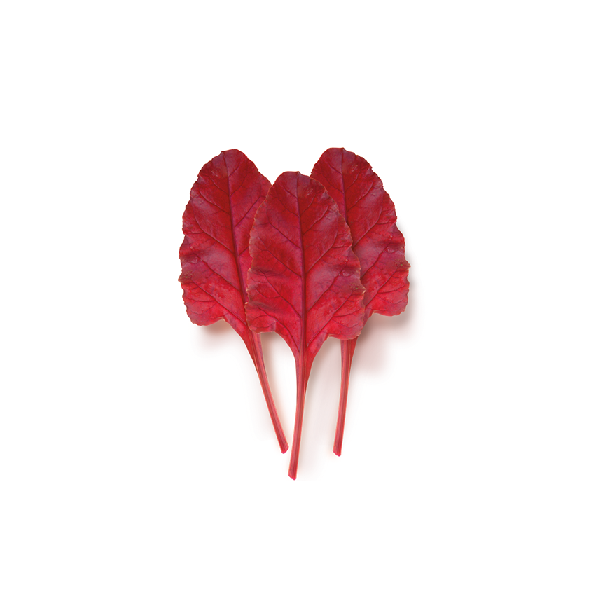 Kırmızı Pancar Yaprağı